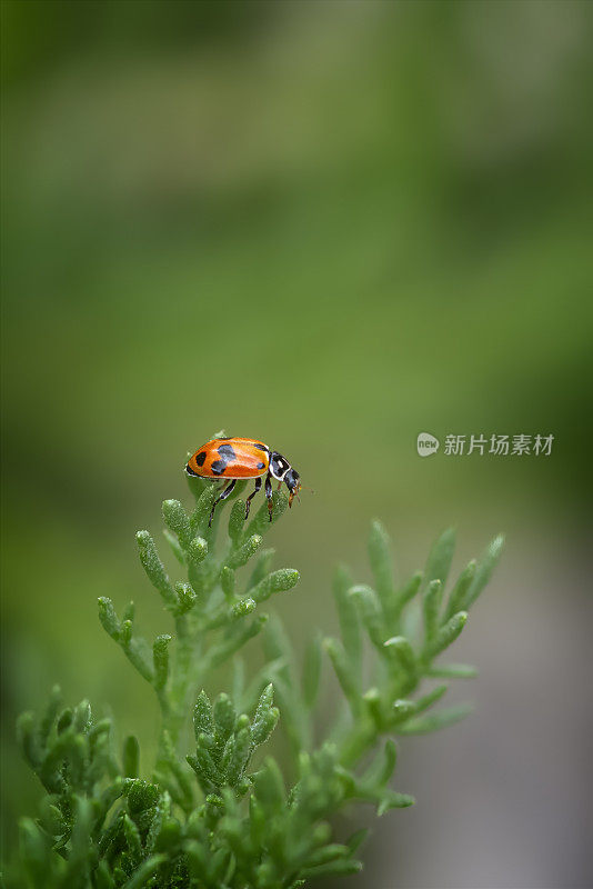 花头上的瓢虫