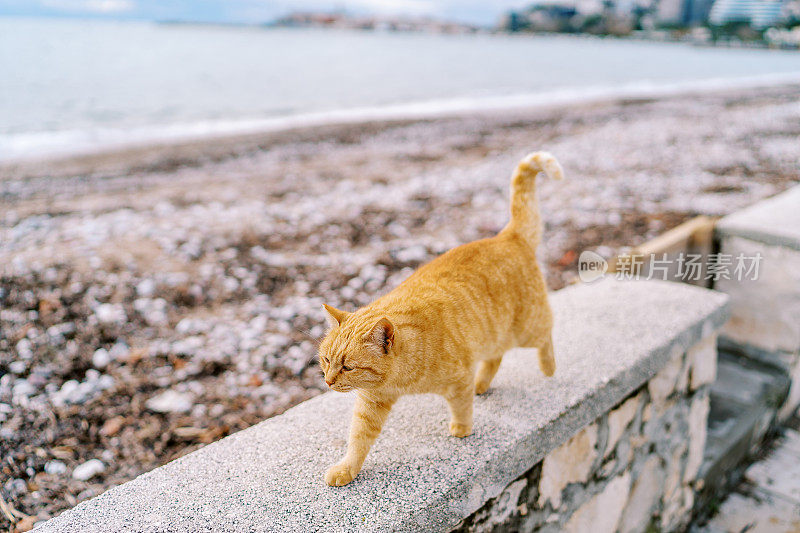 一只姜色的猫翘着尾巴沿着海边的石栅栏走着