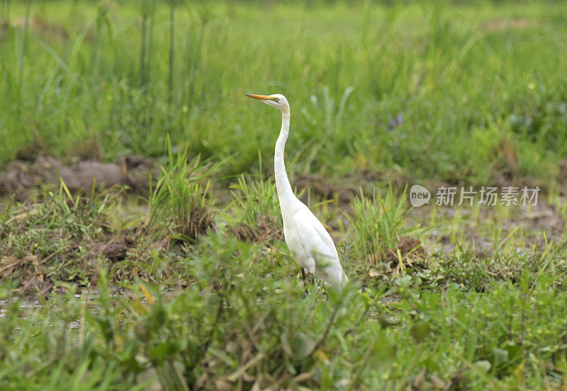 大白鹭