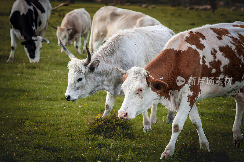 在塞尔维亚伏伊伏丁那农场的牧场上，一头年轻的白灰色波多利亚牛被一头典型的棕色和白色皮毛的荷斯坦弗里斯兰牛吃草。波多利亚牛是牛的一个品种。