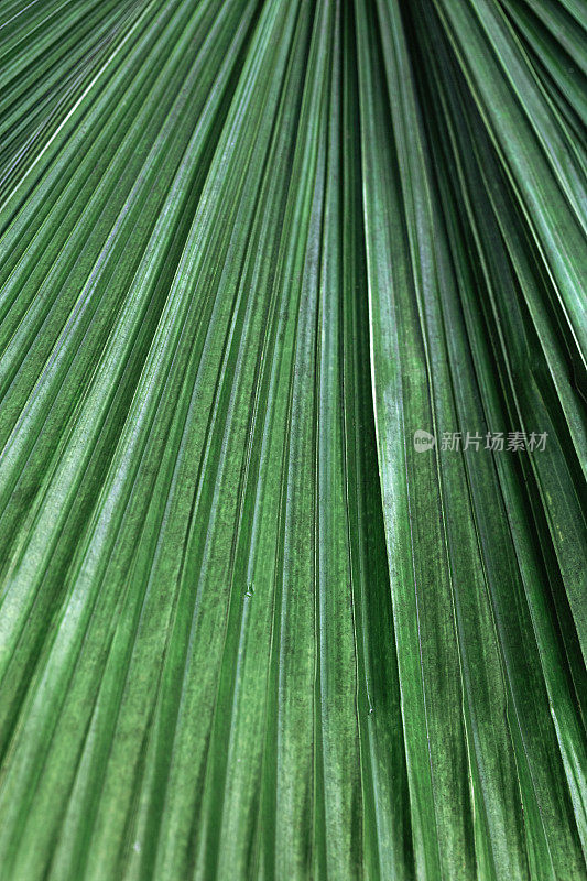 绿色棕榈叶作为设计的自然背景，抽象的自然景观。详细的热带树叶，条纹线光影。特写照片奇异的树叶。抽象自然模式