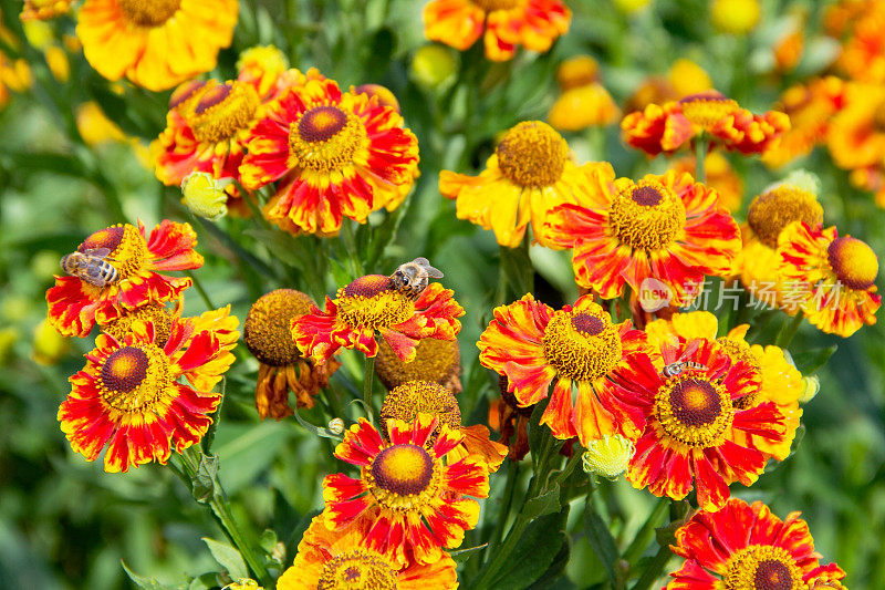 红黄向日葵(Helenium)与蜜蜂