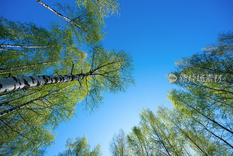 白桦林映衬着湛蓝的天空，就在眼前