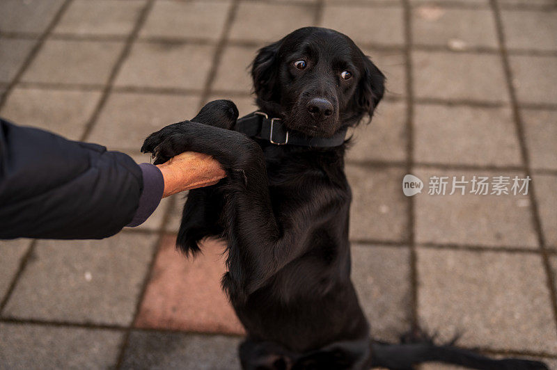 快乐的狗和他的主人爱抚