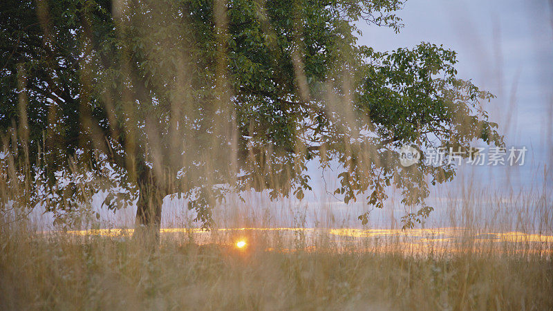 日落时，一棵孤树屹立在草地上，在夜空中投射出大胆的剪影