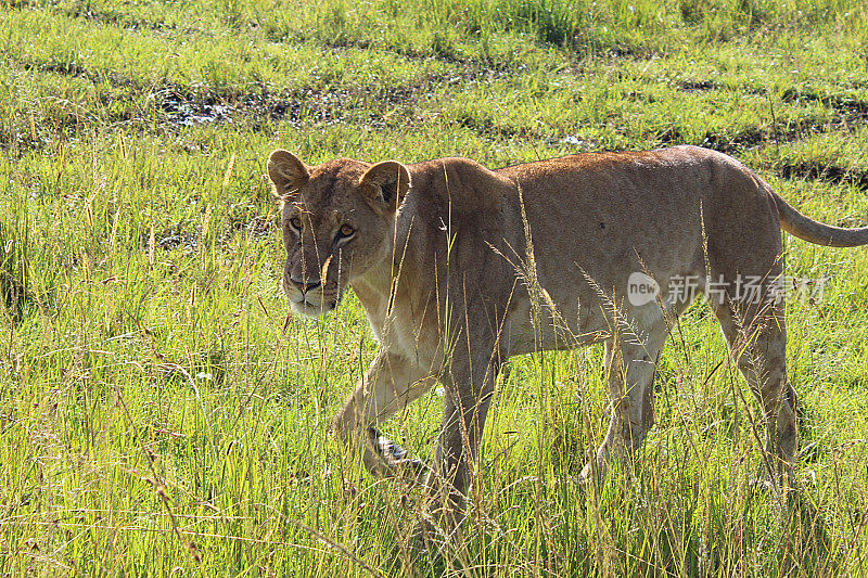 母狮在肯尼亚的大草原上穿行