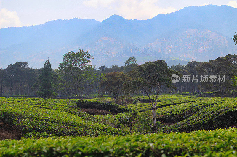 茶园和山脉的自然景观