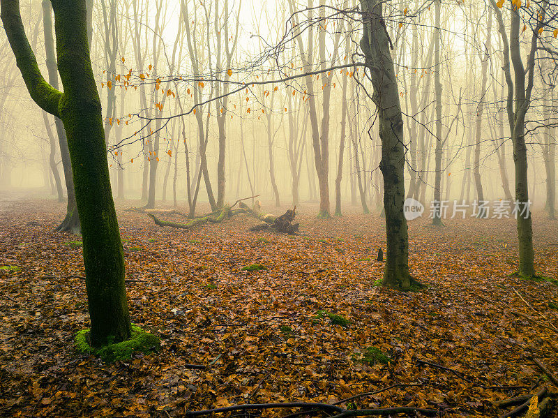 神奇的秋天森林在晨雾中。