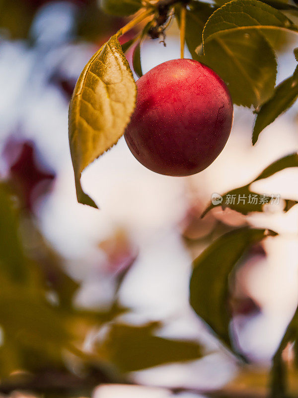 图中，树上挂着一颗多汁的红梅，象征着新鲜的农产品;理想的销售有机食品，园艺，或自然赏金。