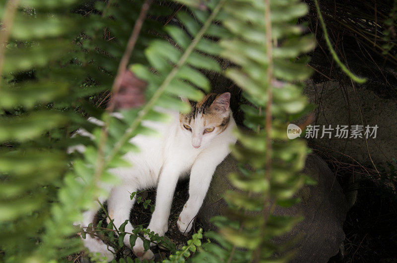 野蕨叶与猫