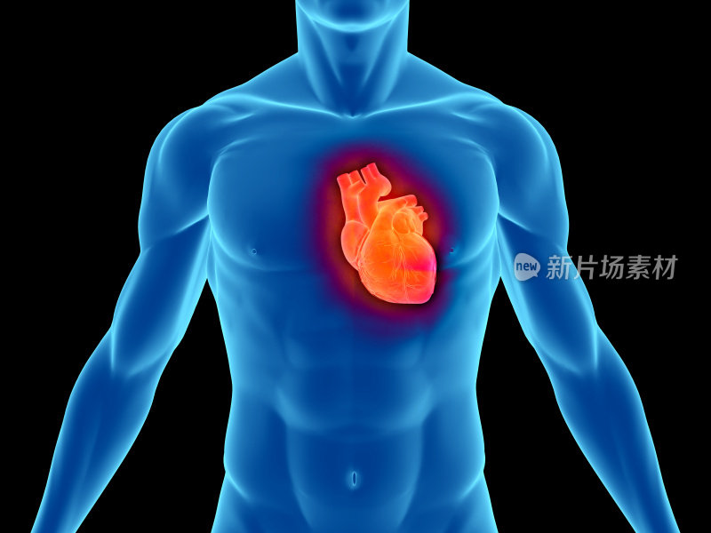 人体有心脏供医学研究