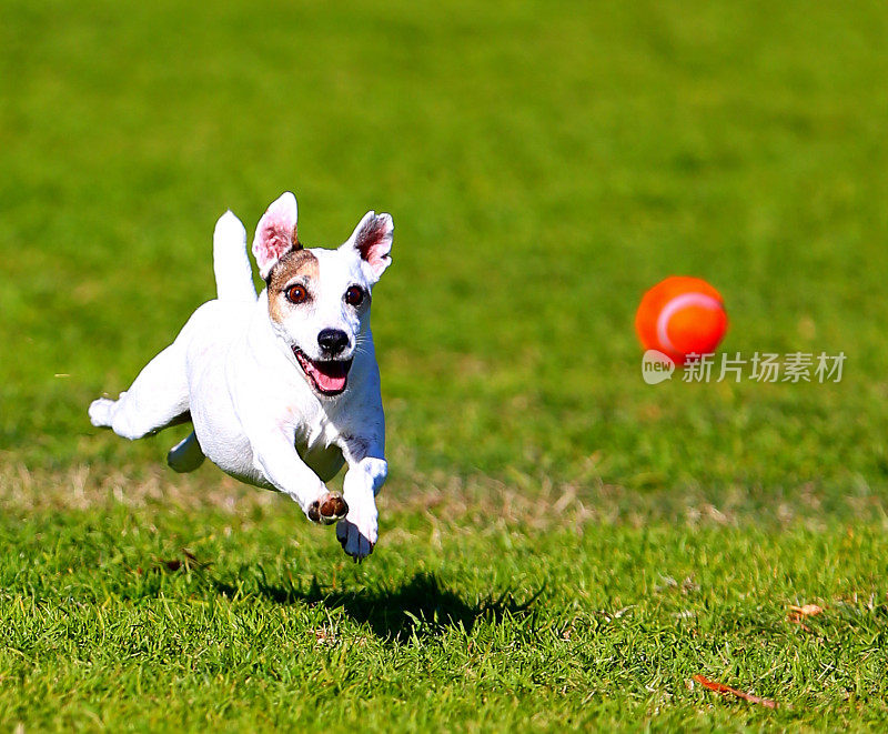小狗追网球