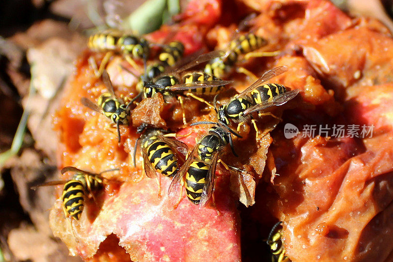 一群大黄蜂正狼吞虎咽地吃着一个烂苹果