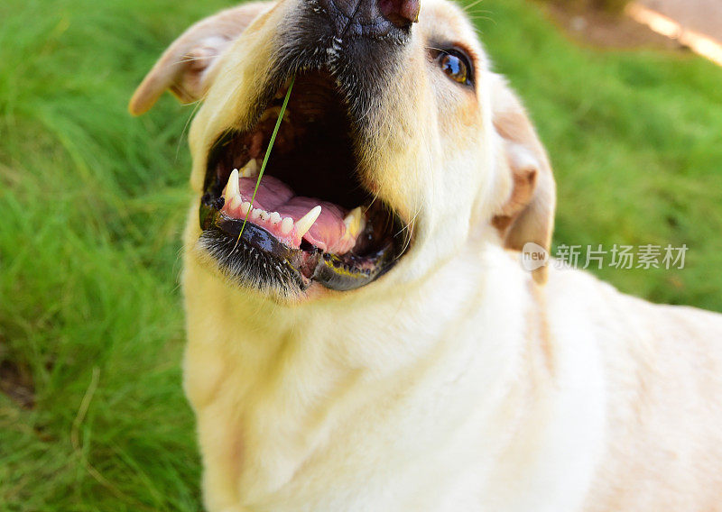 拉布拉多寻回犬