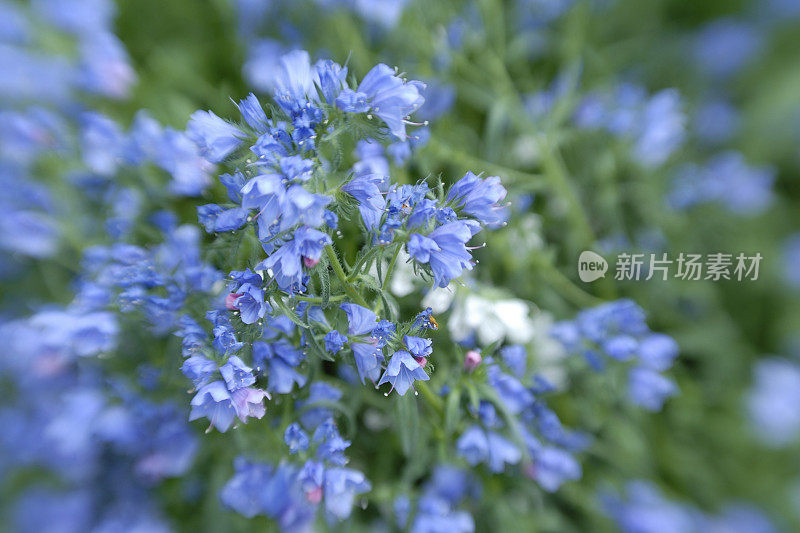 蓝花与Lensbaby