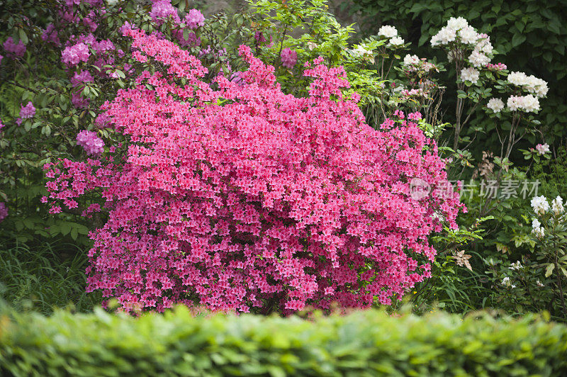 日本杜鹃花，杜鹃