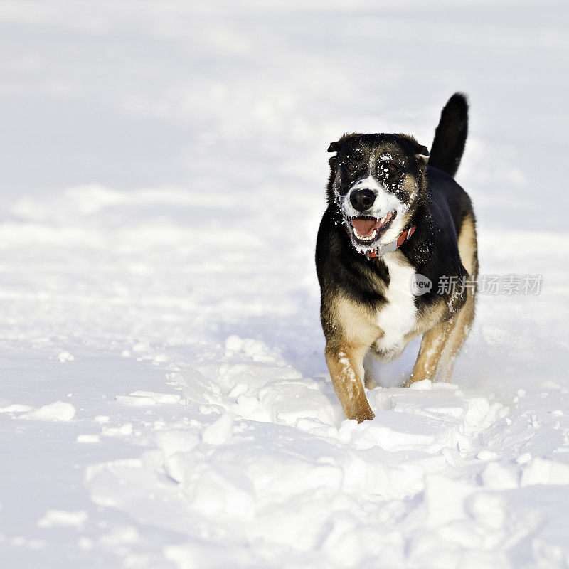 拉班诺瓦犬在雪地里快乐