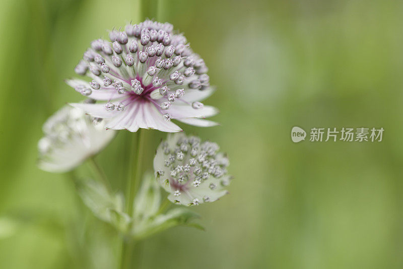 大师沃特·阿斯特兰蒂亚少校