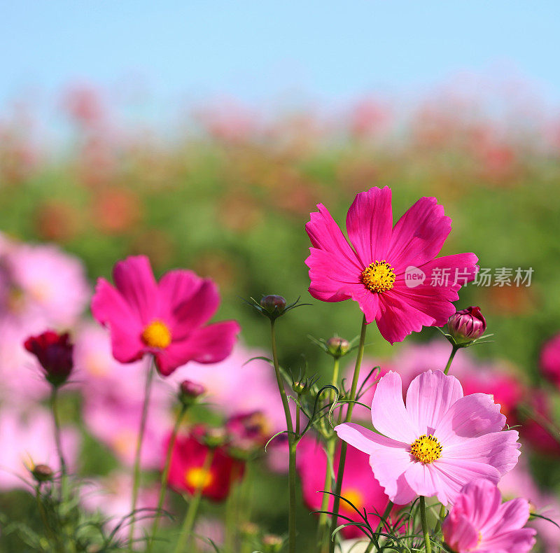 漂亮的花边。花朵图案