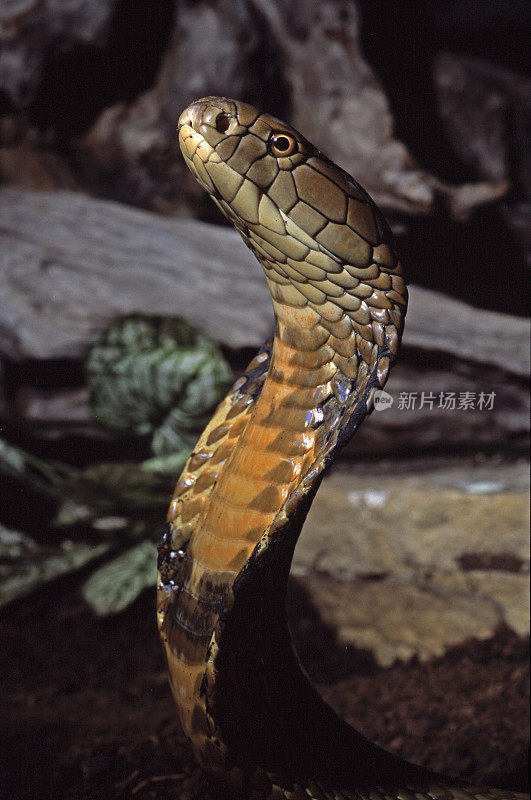眼镜王蛇蛇