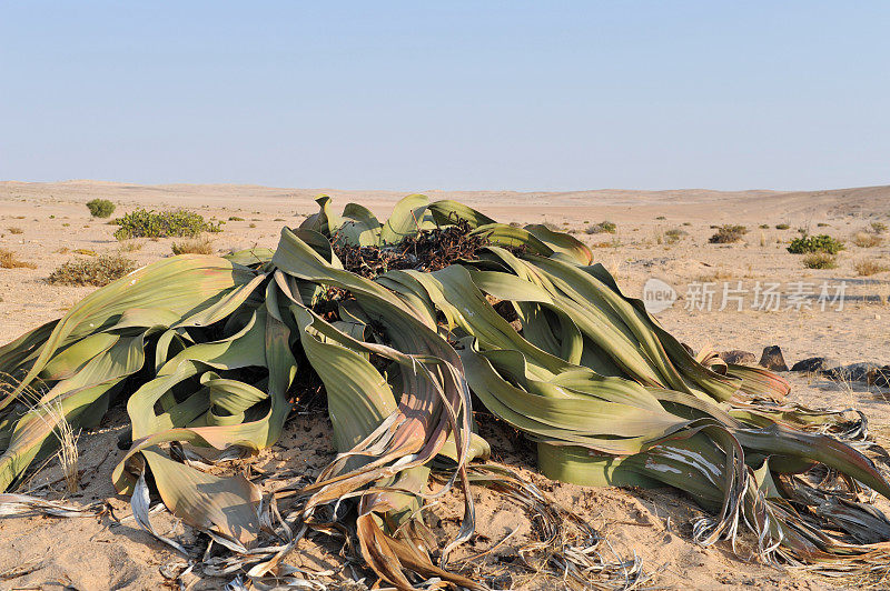 生长在纳米比亚沙漠中的奇异Welwitschia