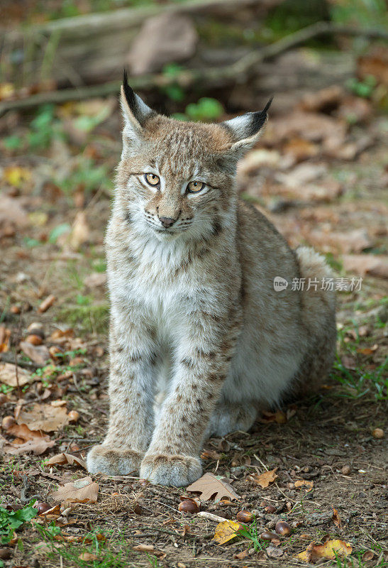 秋天的欧亚小山猫