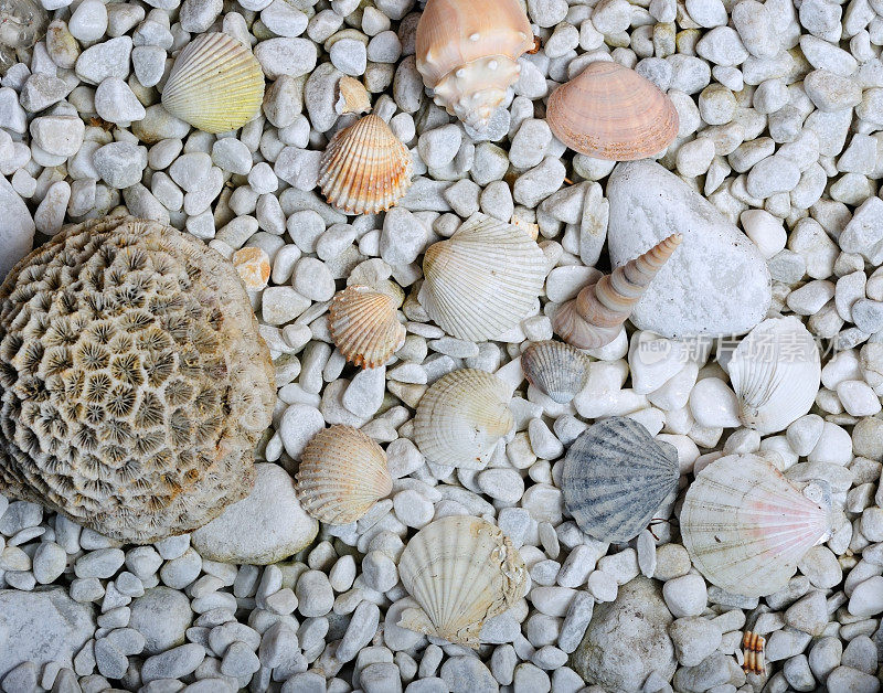 石头和贝壳背景(XXXL)