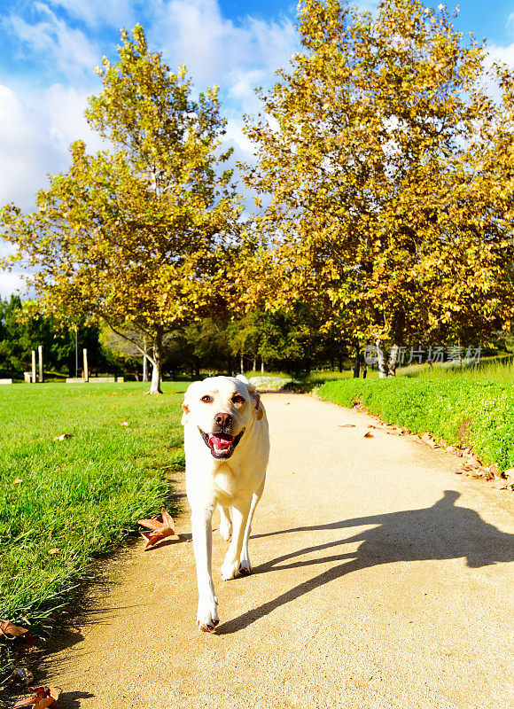 拉布拉多寻回犬