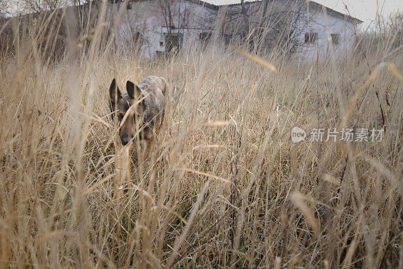 狗在草地上