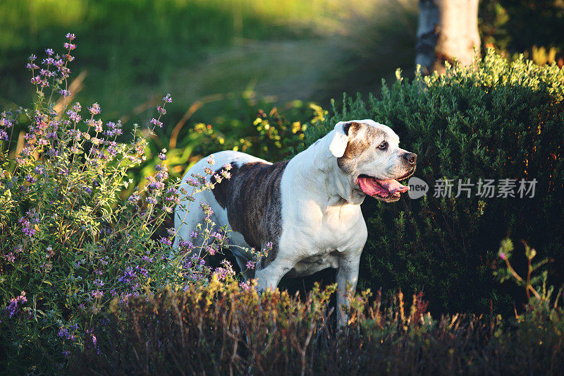 美国斗牛犬站在春天的花园中喘气