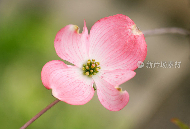 山茱萸花的细节