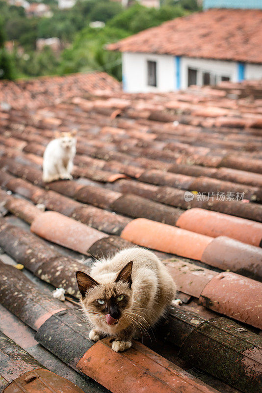 猫在瓦屋顶上