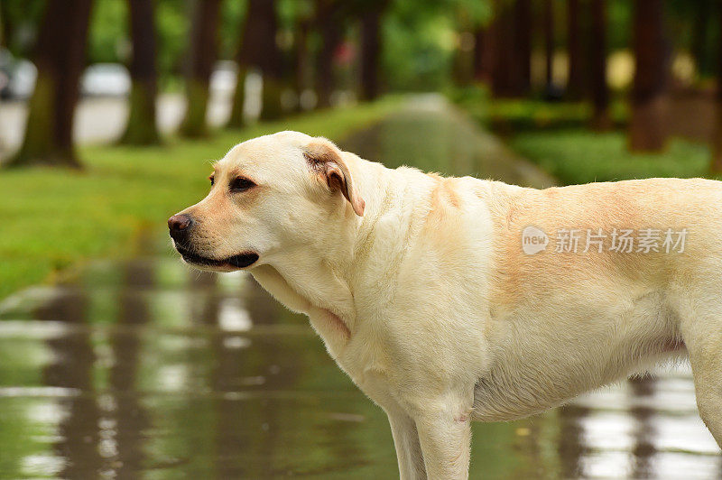 拉布拉多寻回犬