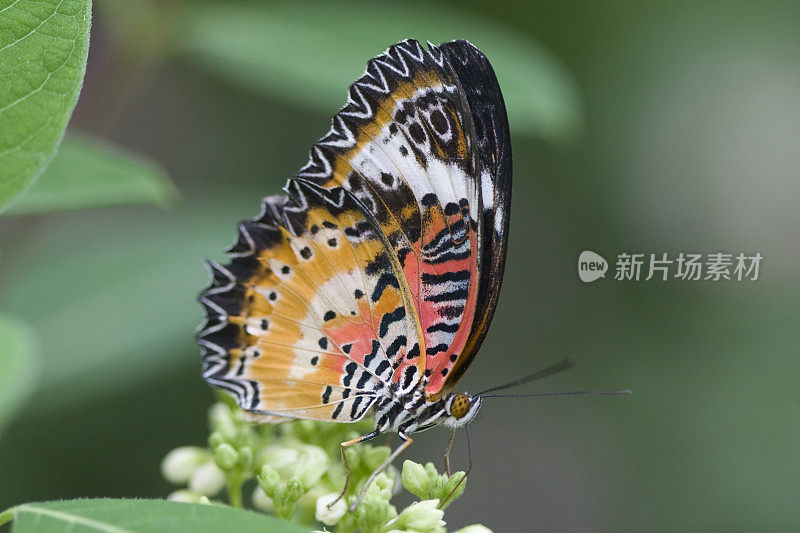 草蜻蛉蝴蝶