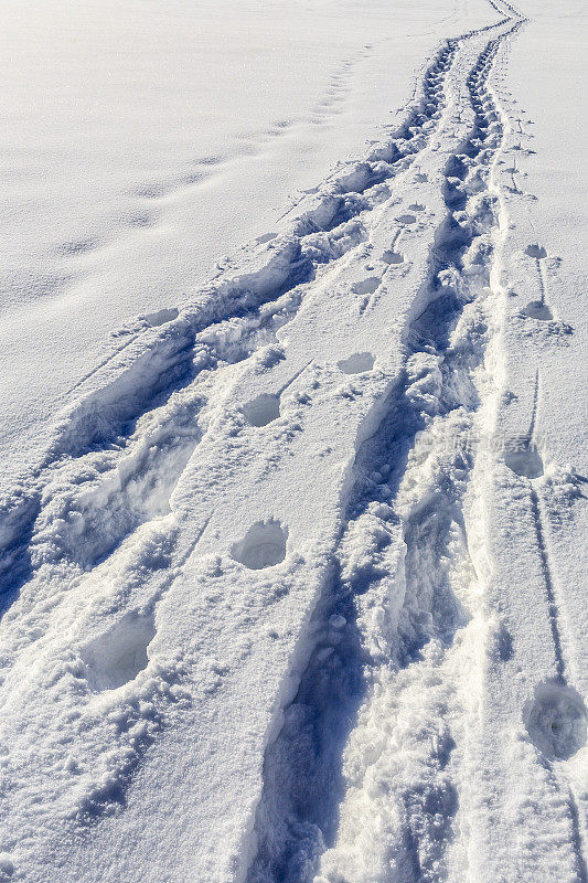 雪地上的运动轨迹