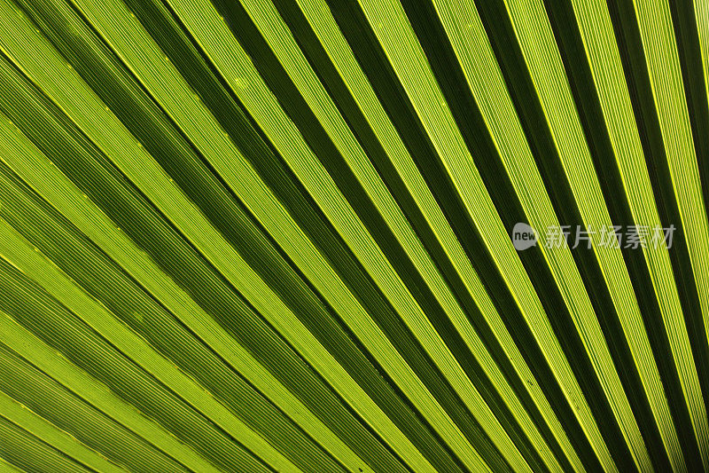 绿色棕榈叶与背光