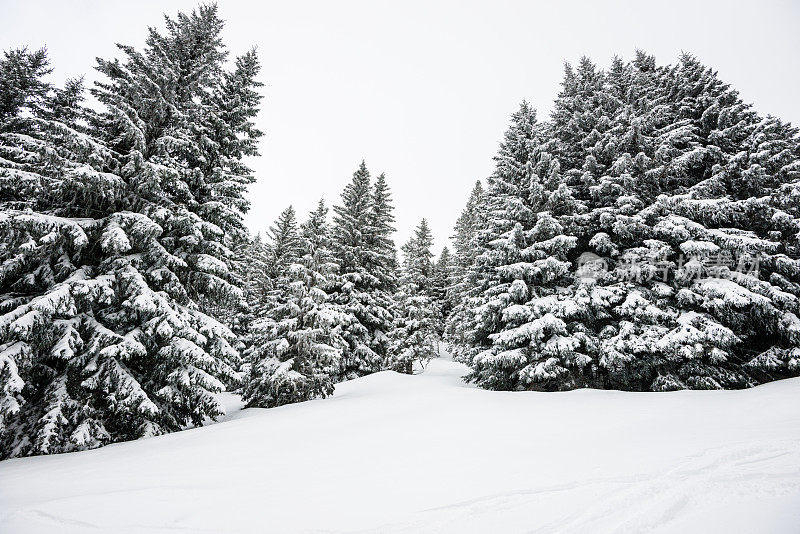 冬季景观与雪和树