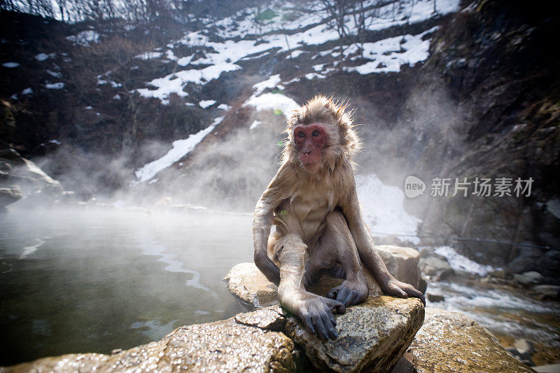 猴子旁边的温泉池