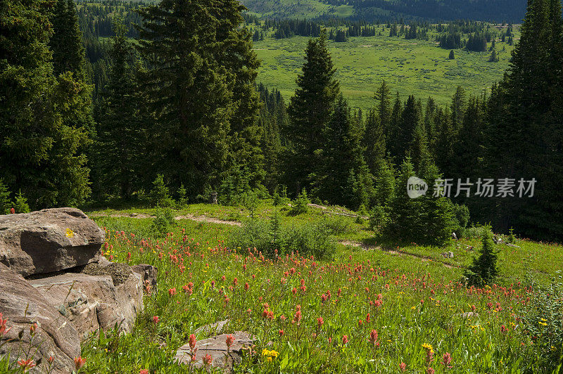 高山野花草甸风景区