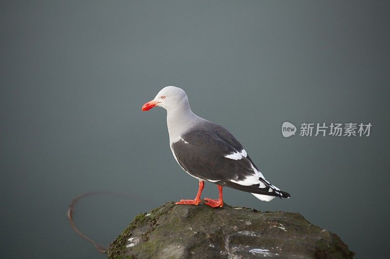 海鸥