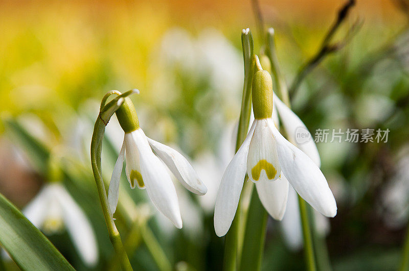 雪花莲花