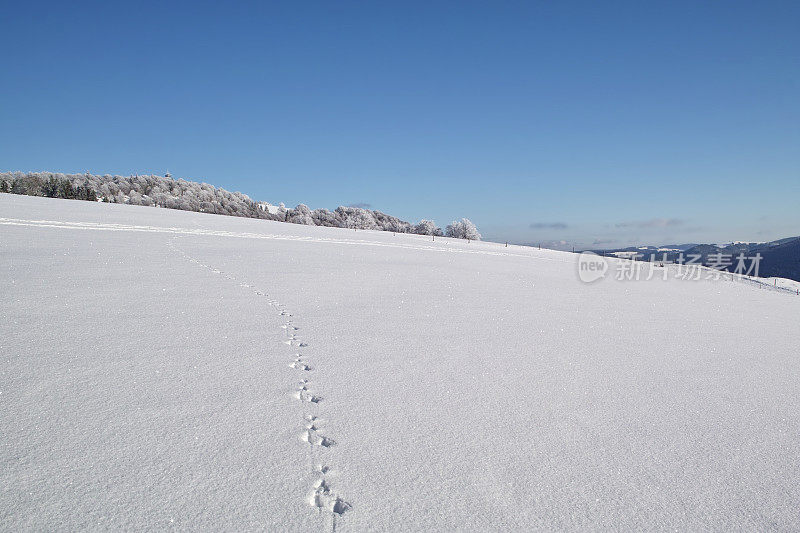 黑森林冬天的雪景