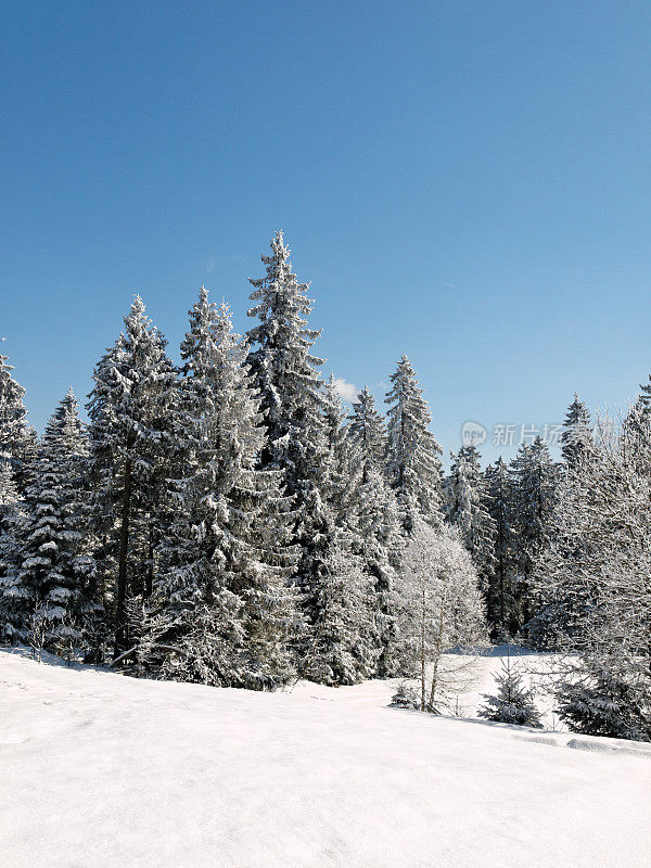 黑森林冬天的雪景