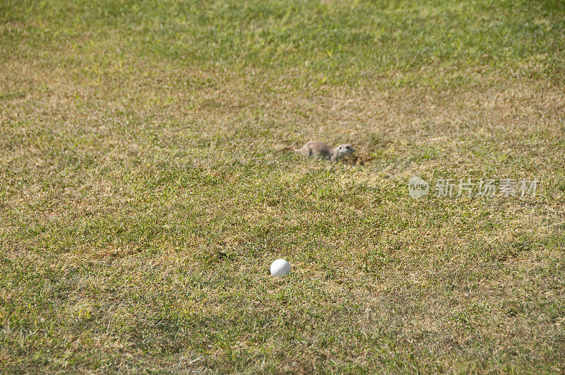 高尔夫球场上的圆尾地松鼠