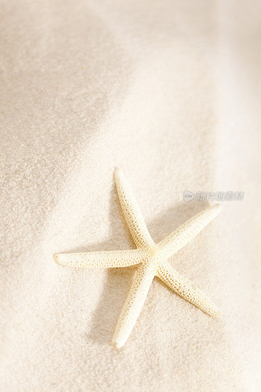 热带白沙滩上的海星