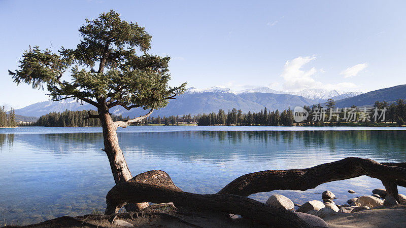 加拿大阿尔伯塔省贾斯珀国家公园的树和湖(XXL)