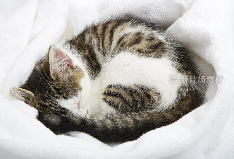 小猫睡在白色的毛巾里。