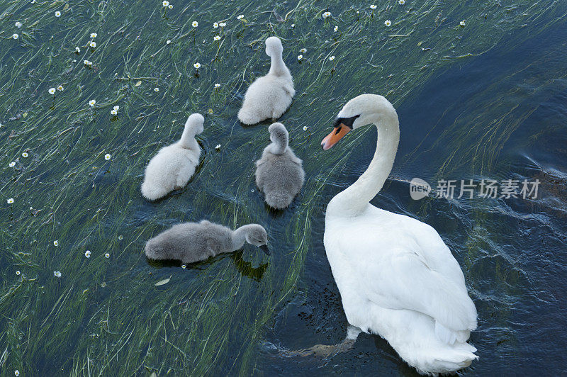 疣鼻天鹅，天鹅色，鸡