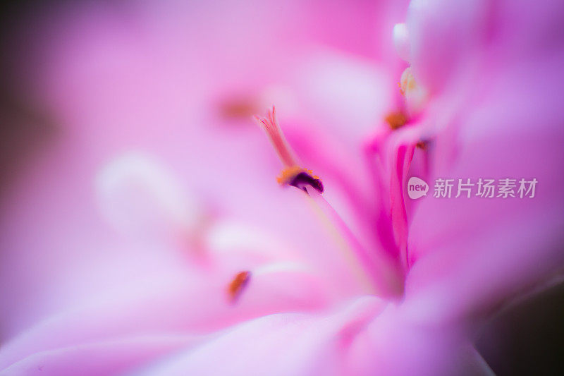 美丽的微距图像的软粉色日本百合花背景