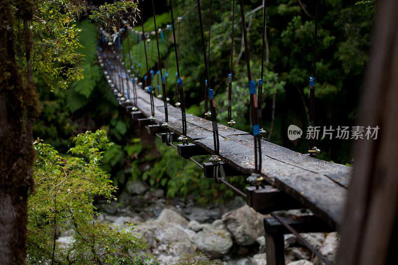 温带雨林中的吊桥